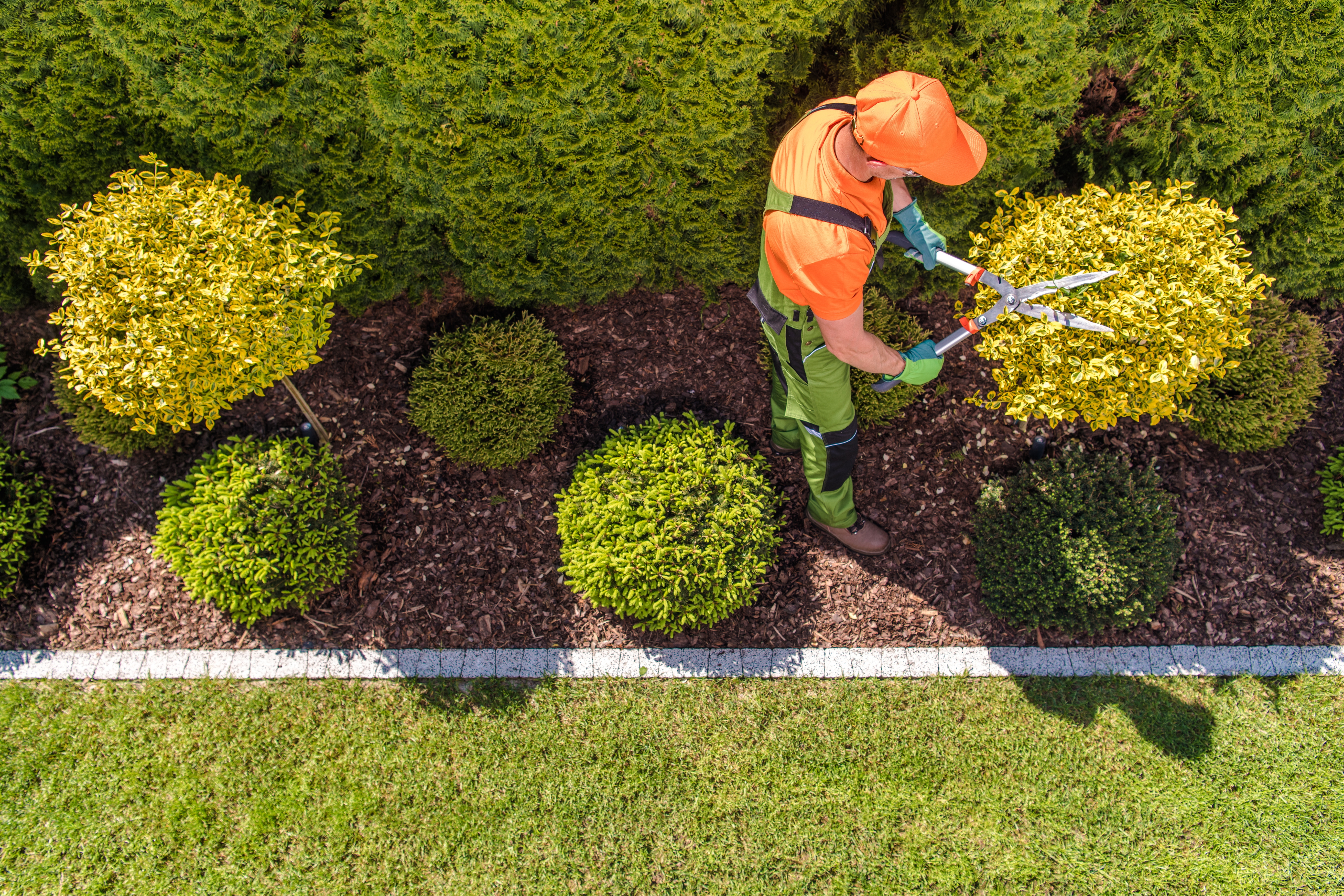 garden background